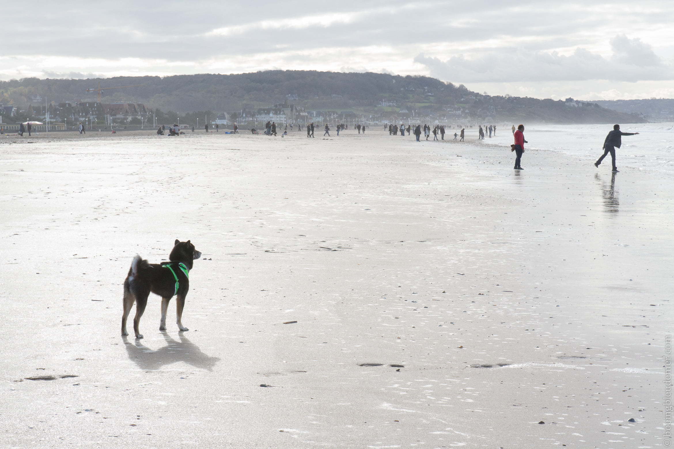 Un weekend à Deauville: un chien sur la plage