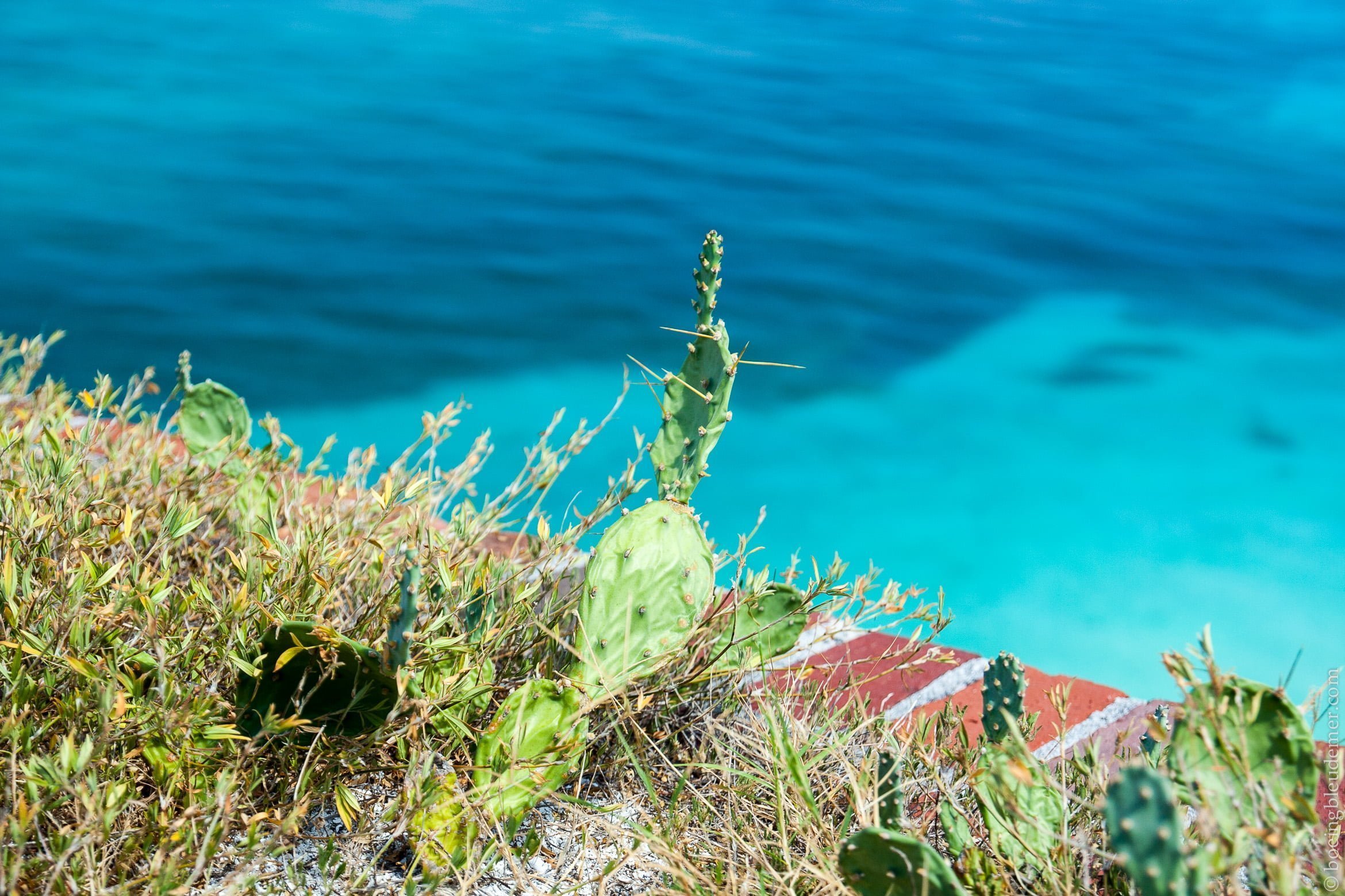 The dry climate of the Tortugas