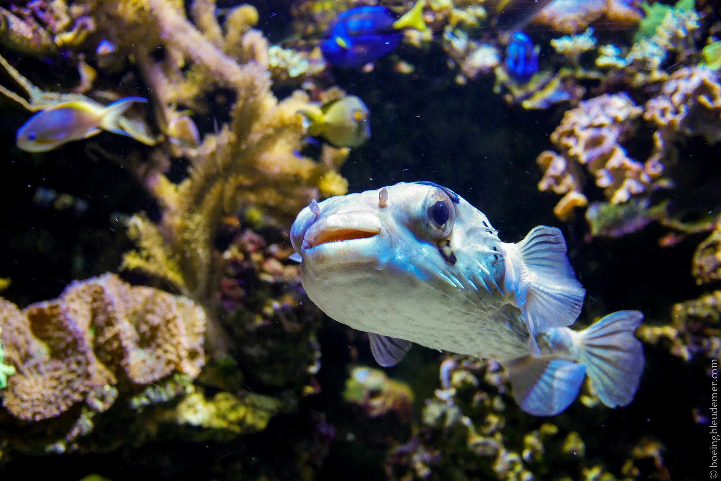 Aquarium Tropical de Paris: fugu