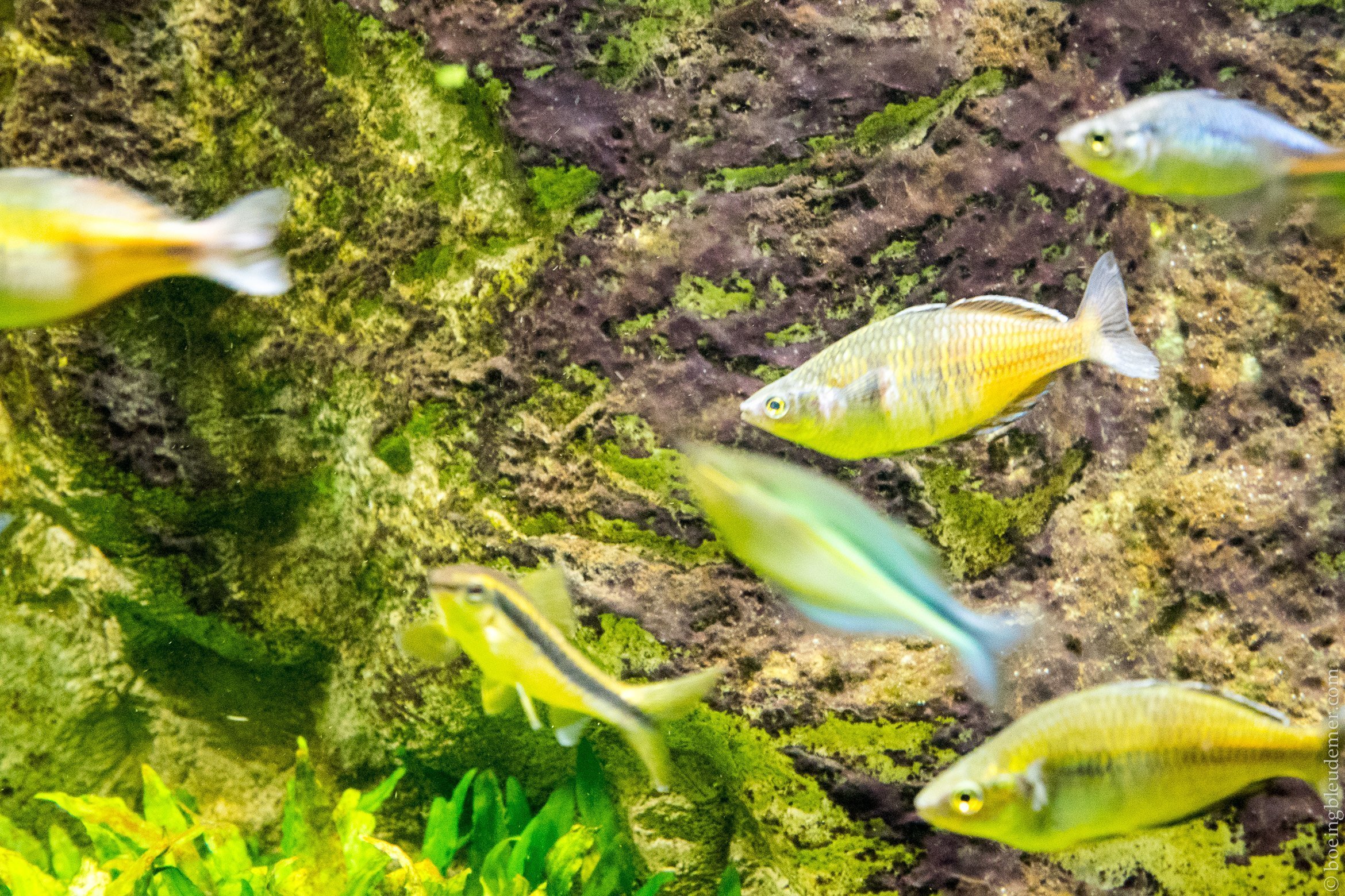 Aquarium Tropical de Paris: petits poissons