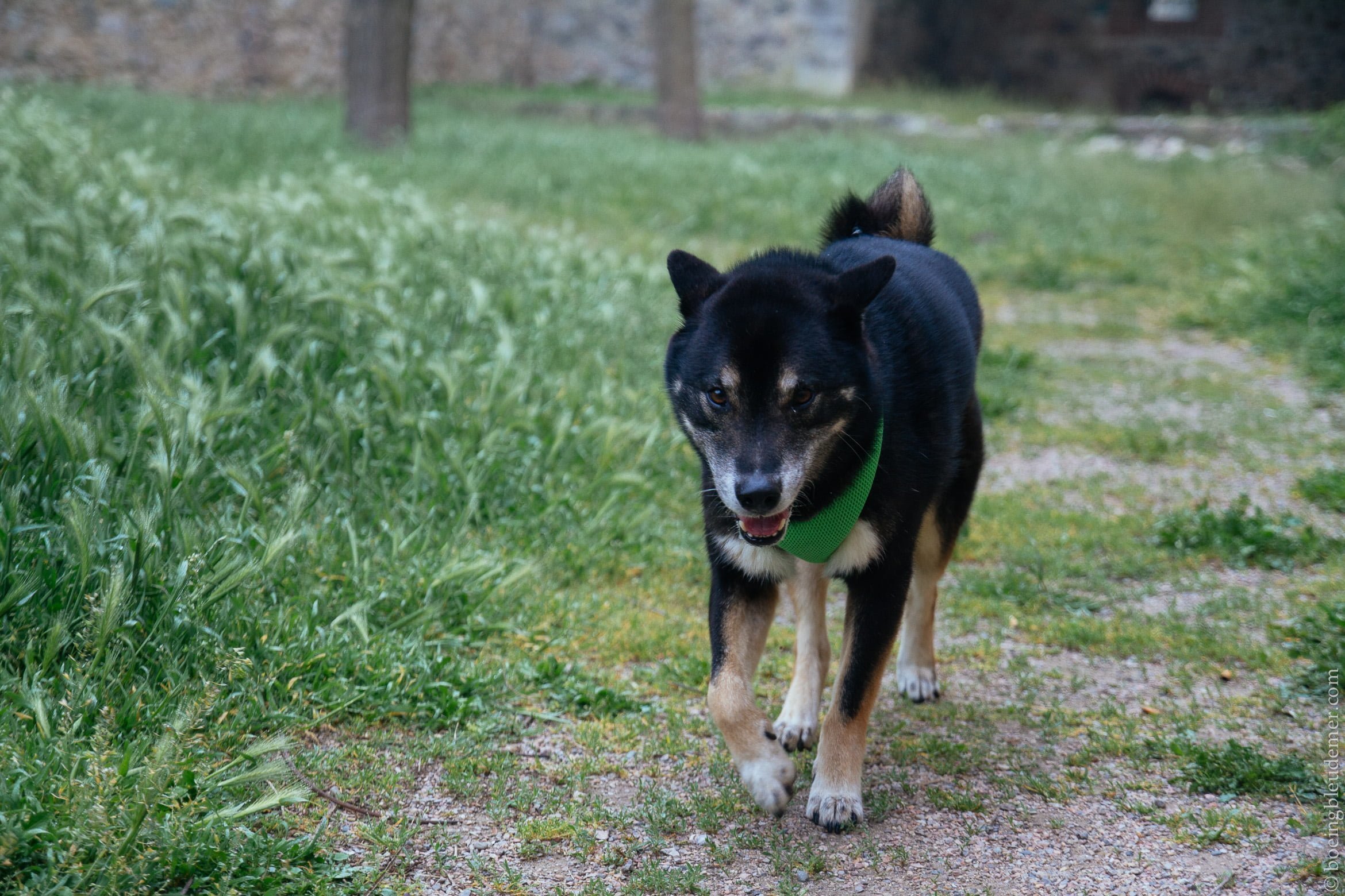 Pays Catalan: vacances avec son chien