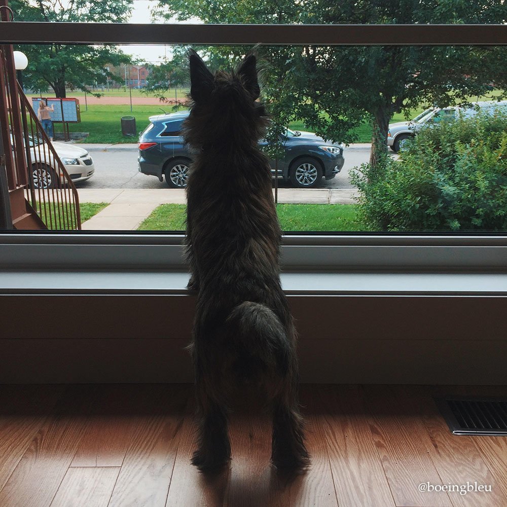 Flavie, le Cairn Terrier