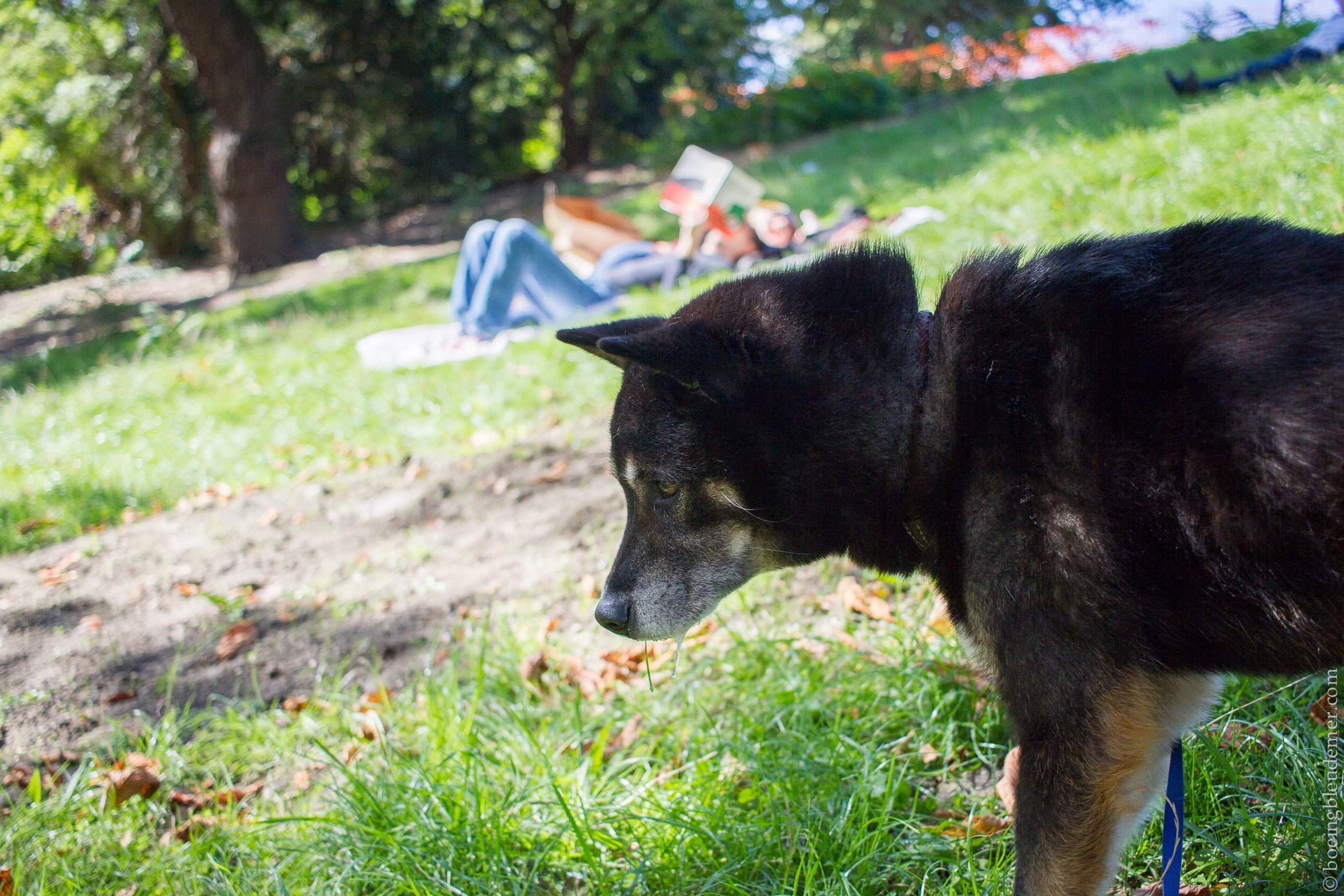 week-ends oisifs des parisiens: chien au parc des buttes chaumont