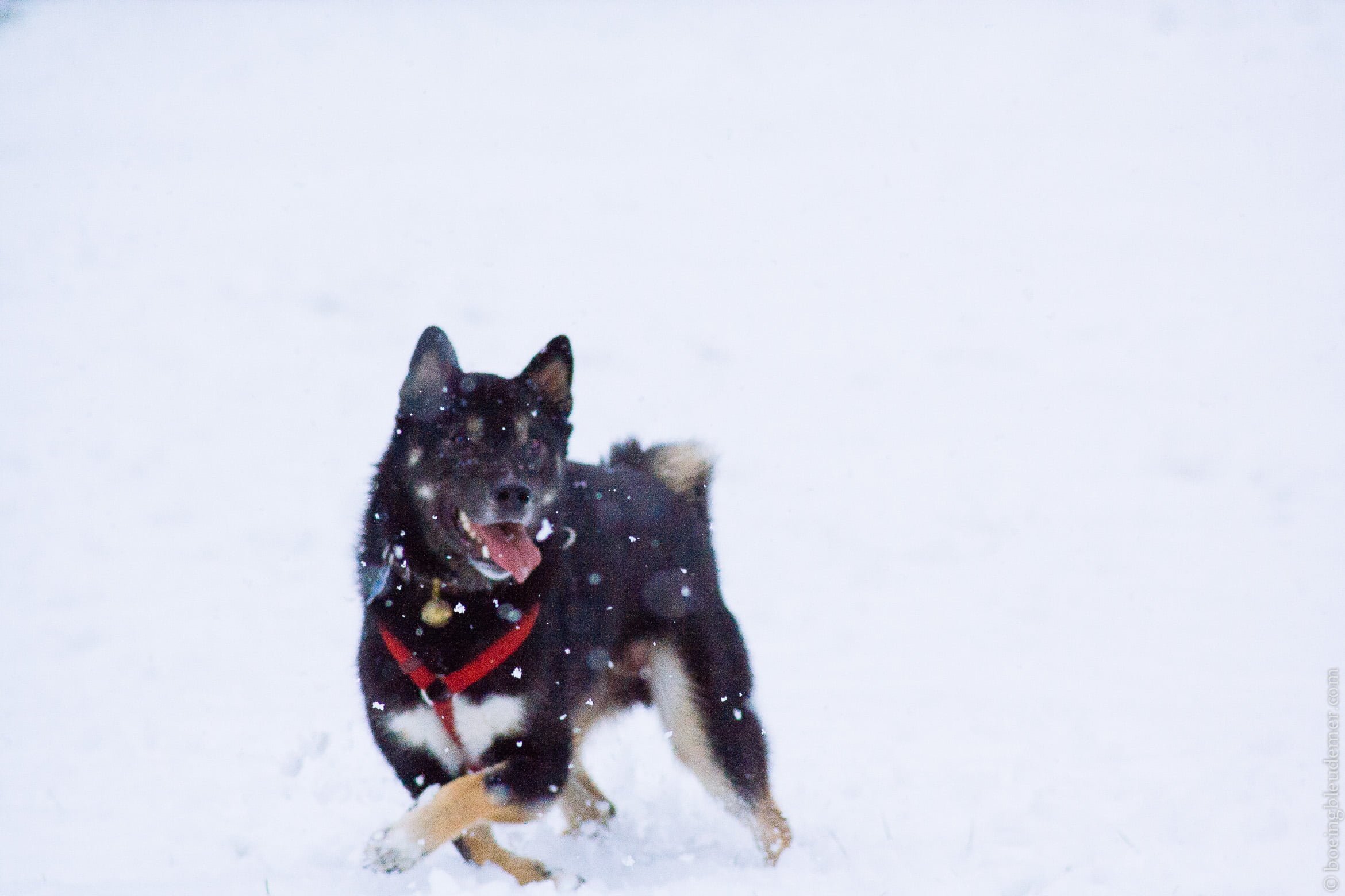 Akira à la neige en Haute-Savoie 2009