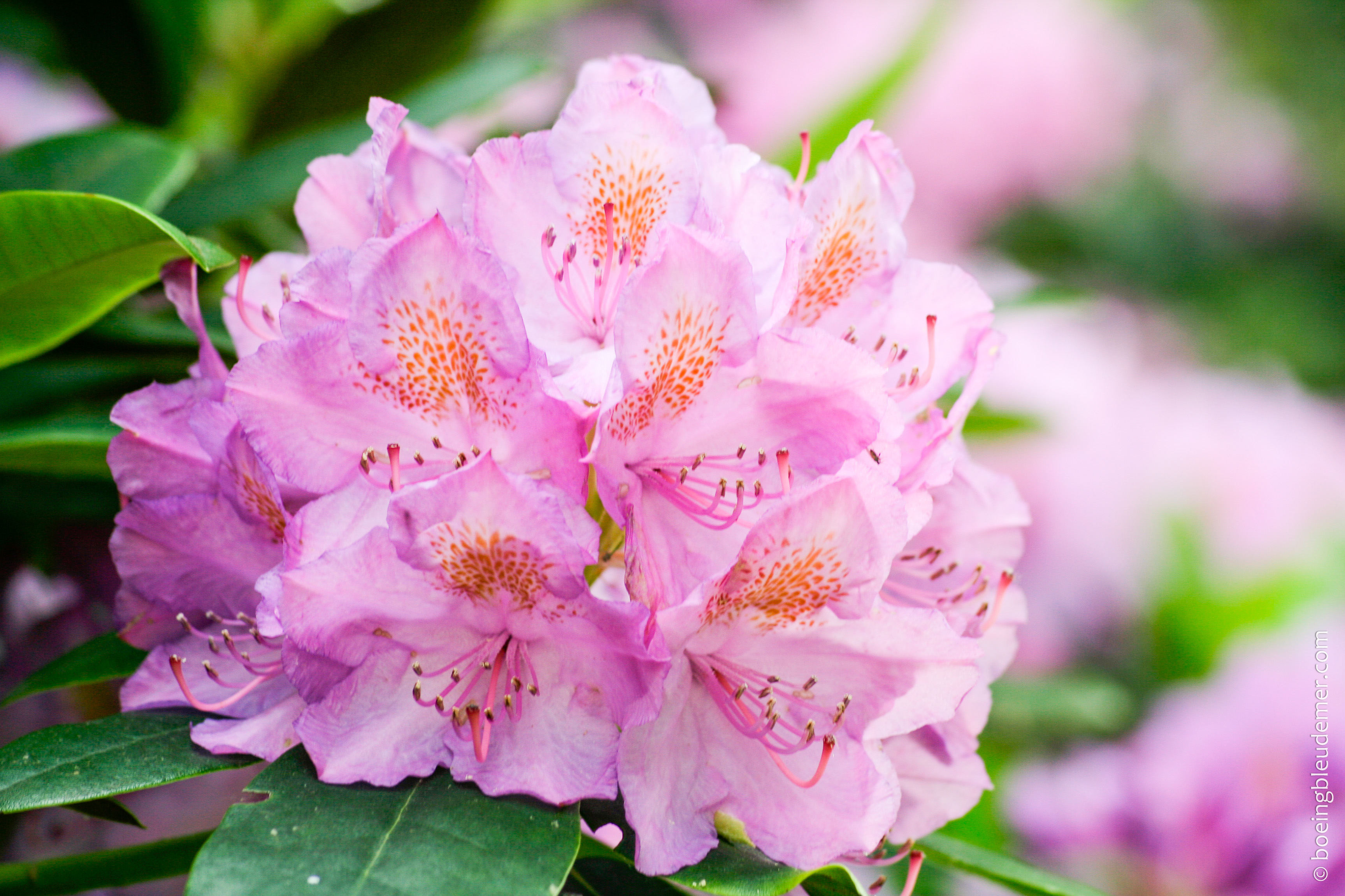 Fleur rose dans un jardin parisien