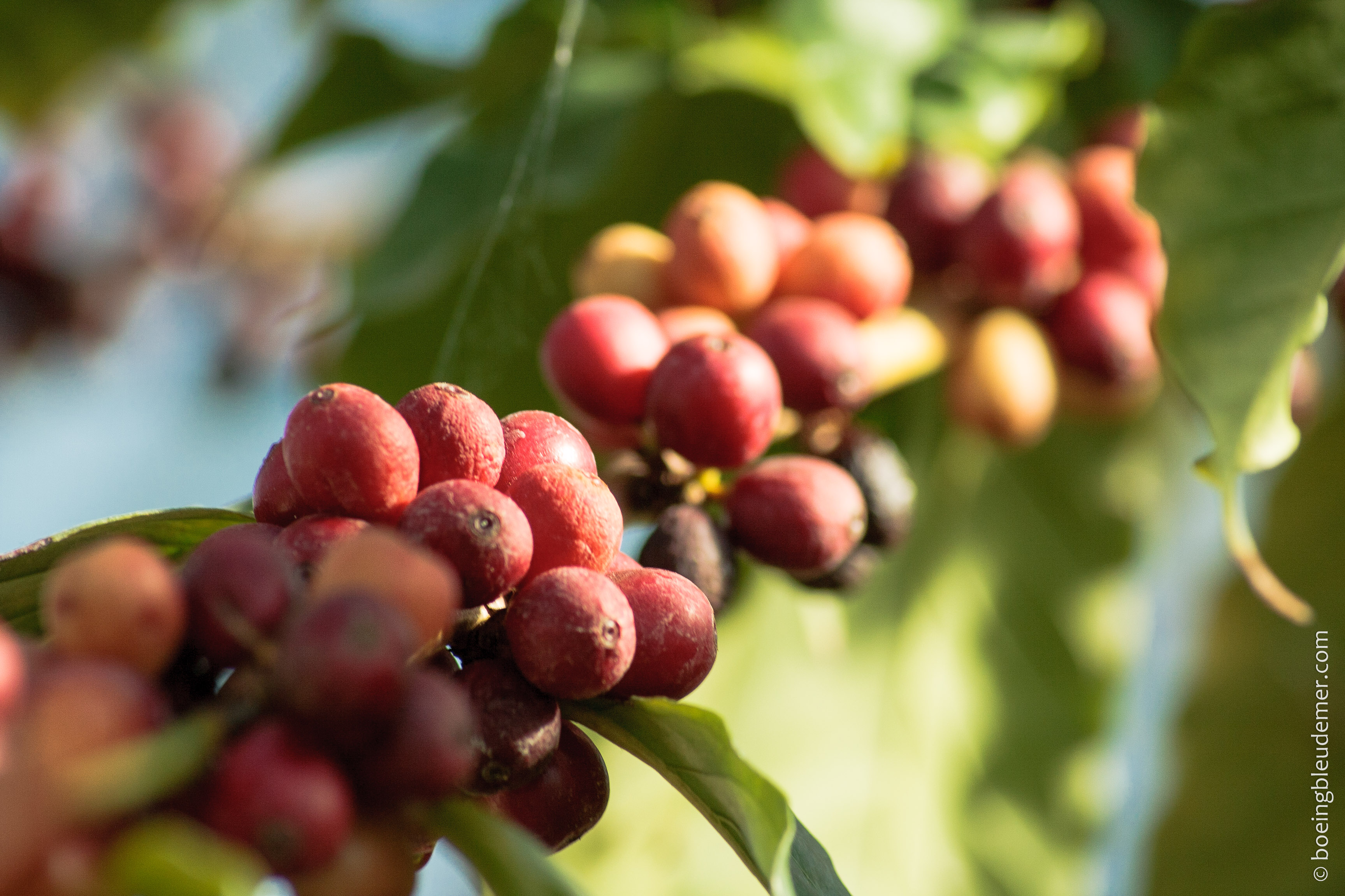 J&rsquo;ai perdu mon jardin secret