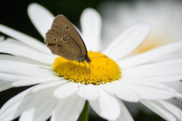 Redescente des Alpes - papillon sur une marguerite