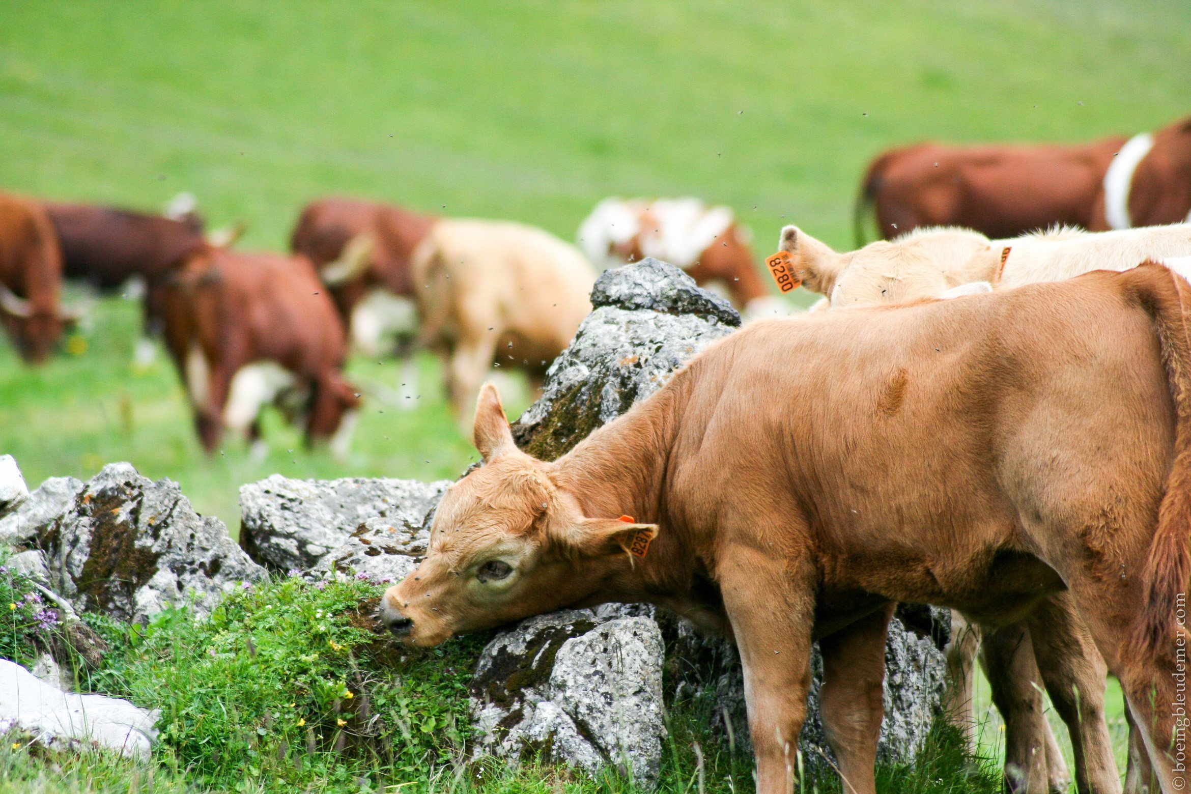 Redescente des Alpes - Vaches des alpages