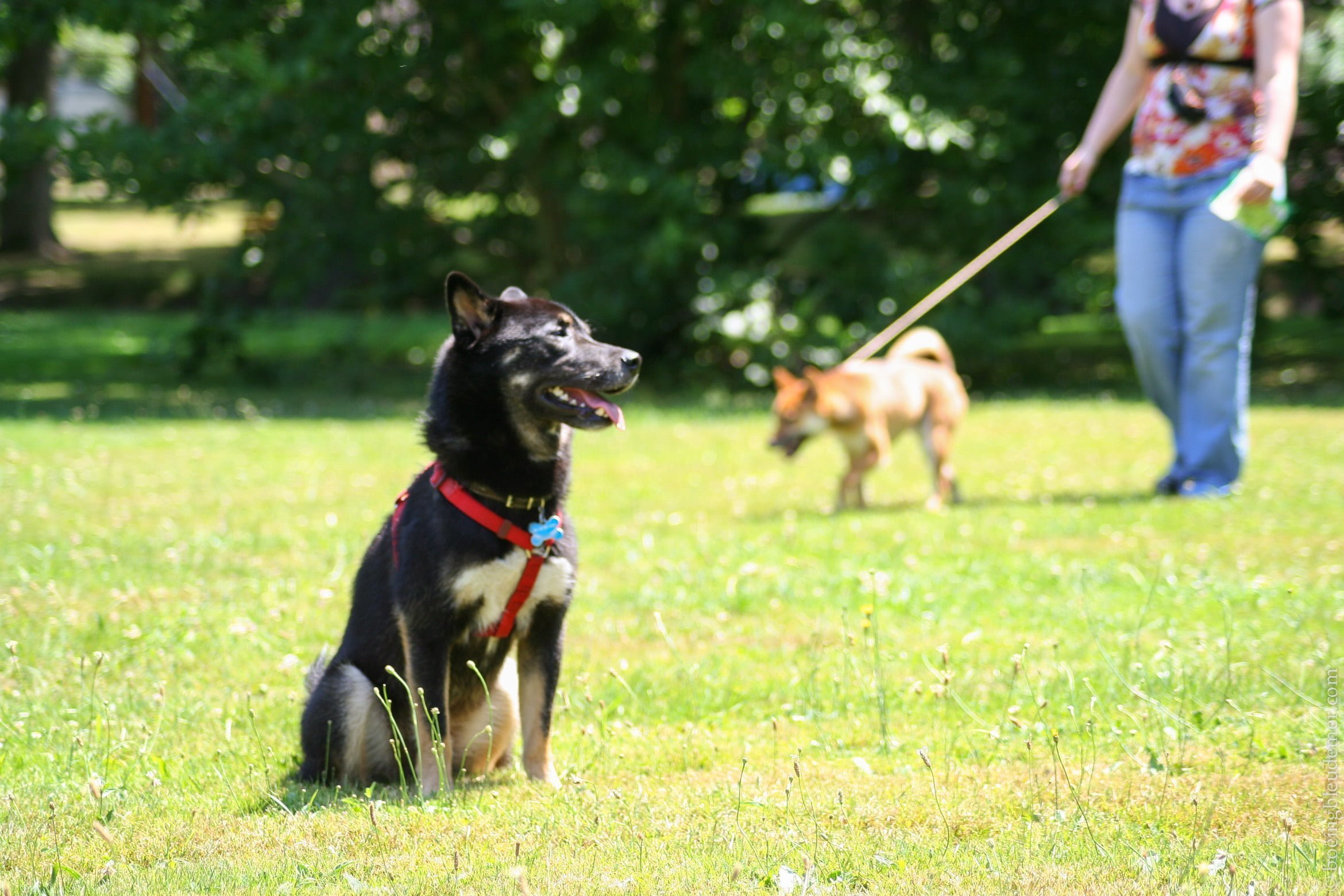 Rencontre Shiba Inu - Akira prend l'air