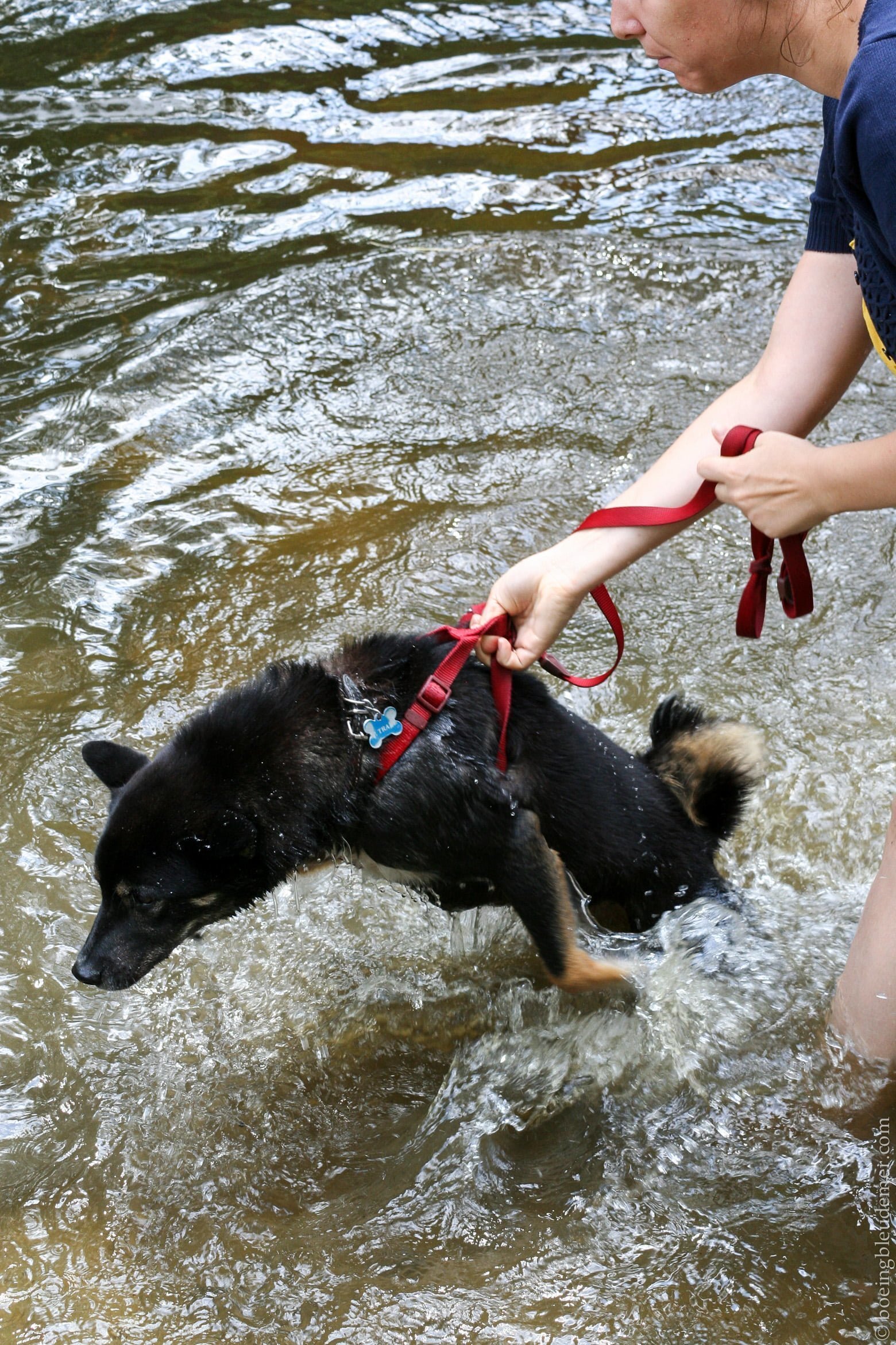 Rencontre Shiba Inu - Akira est l'eau
