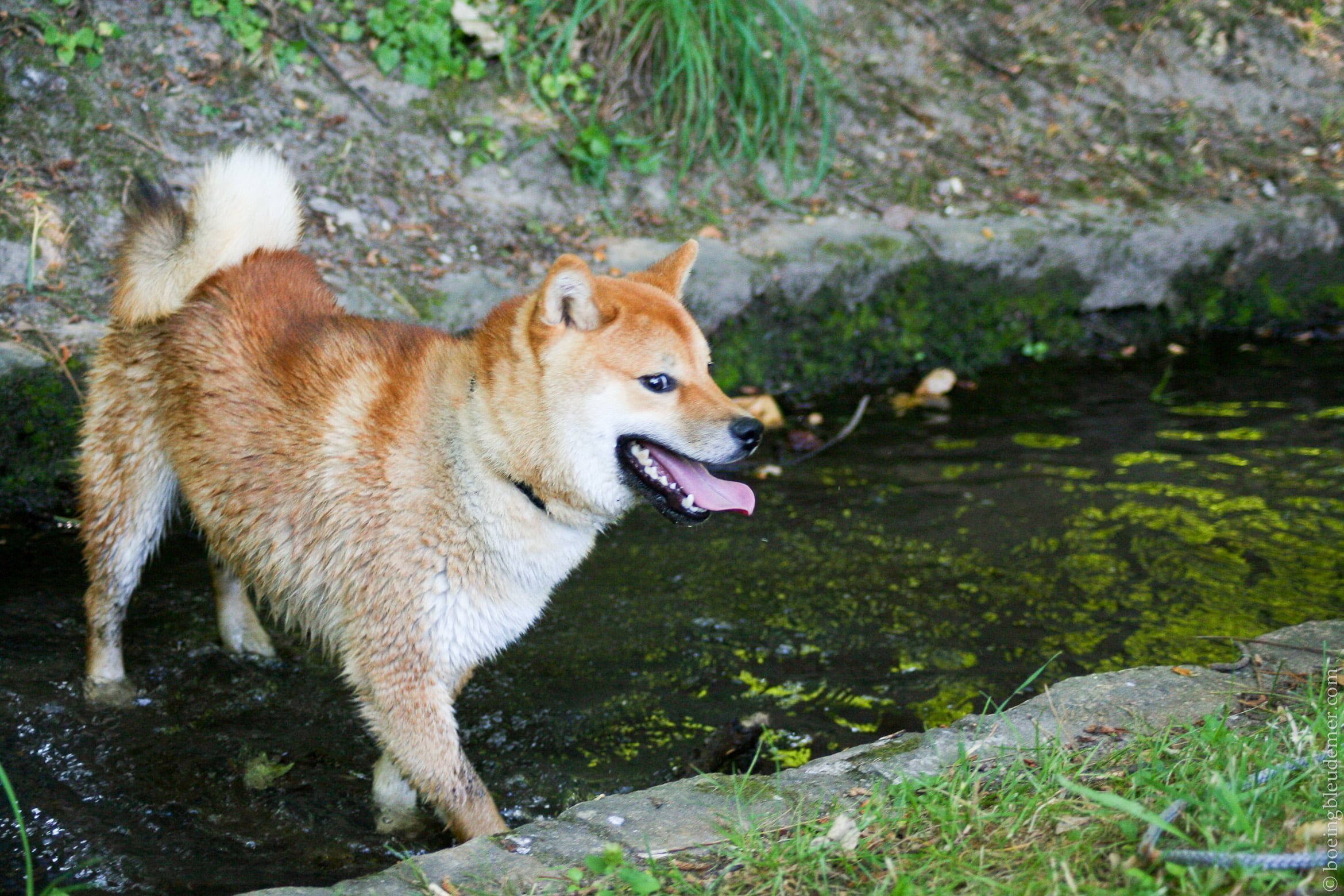 Rencontre Shiba Inu - content d'etre sale