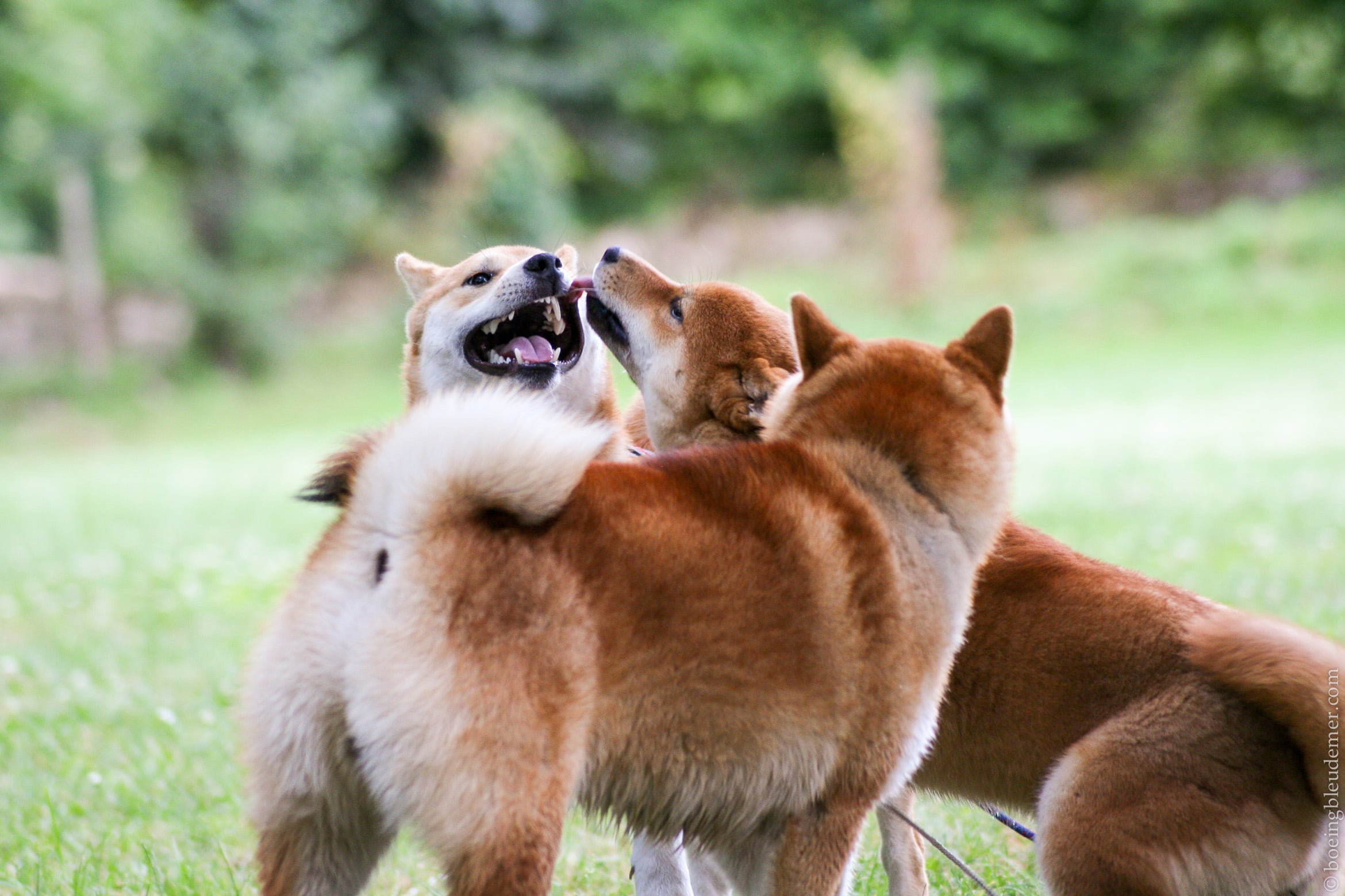 Rencontre Shiba Inu - des jeux