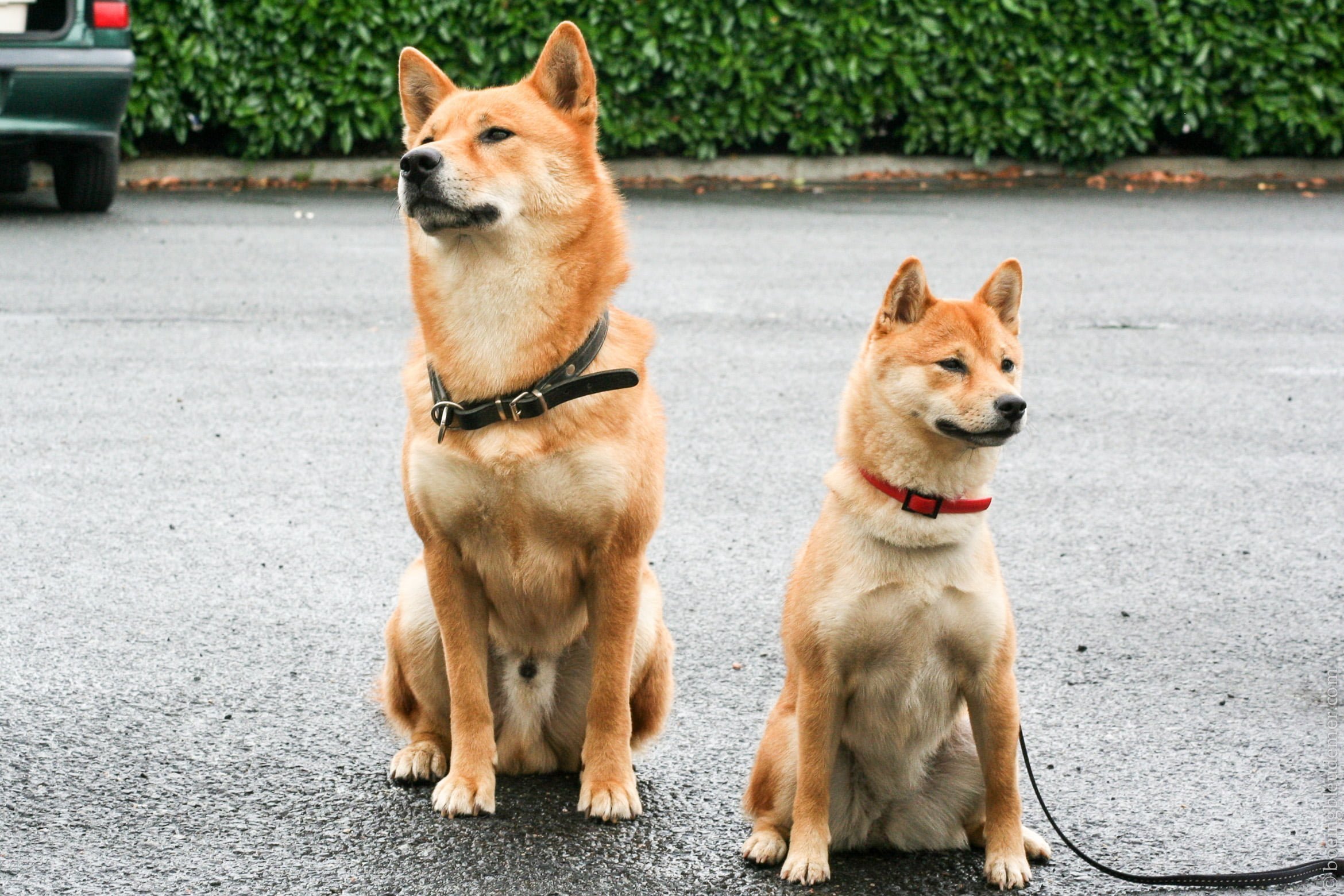 Rencontre Shiba Inu - le plus grand et la plus petite