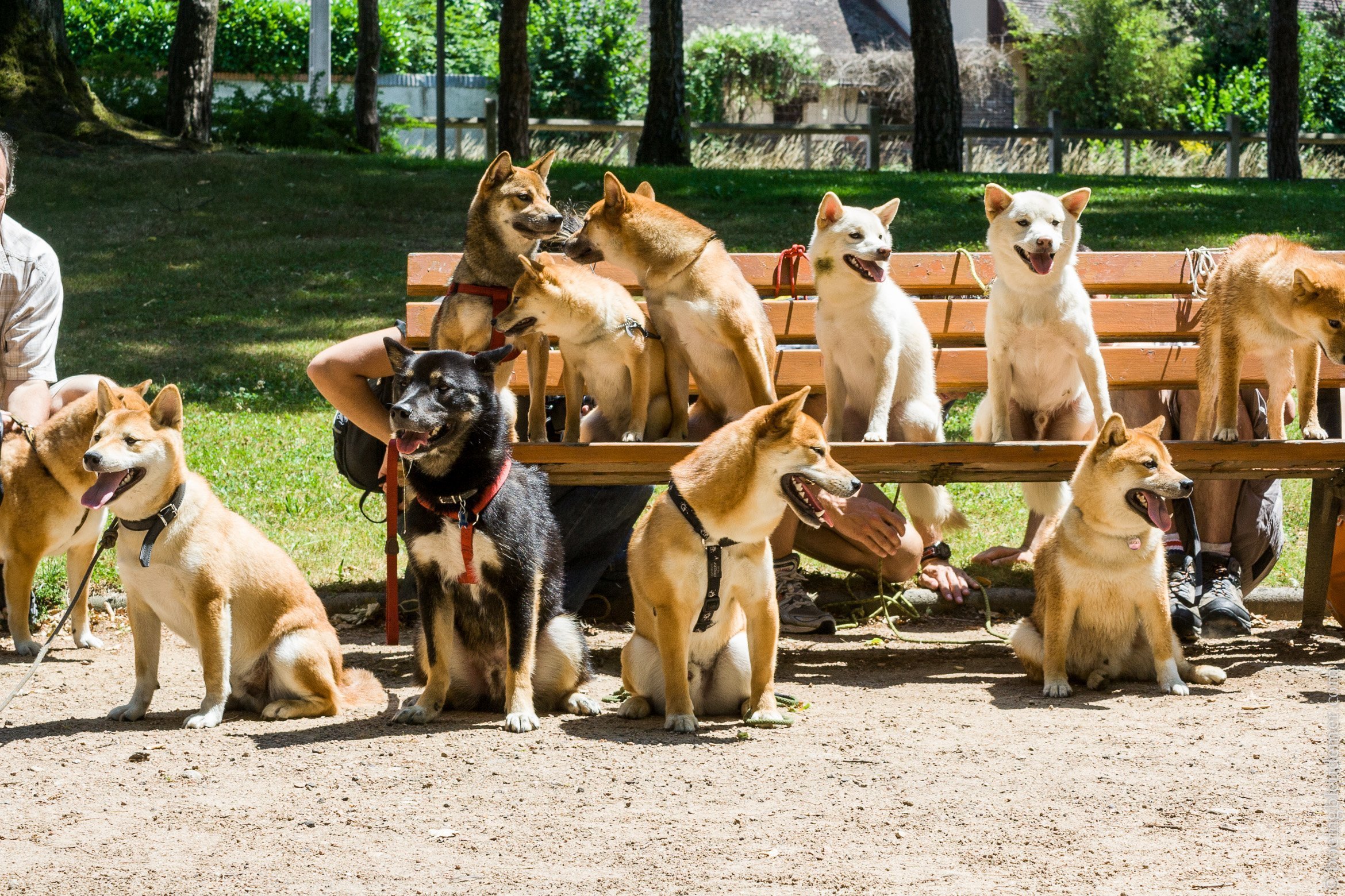 Rencontre Shiba Inu - tous les chiens