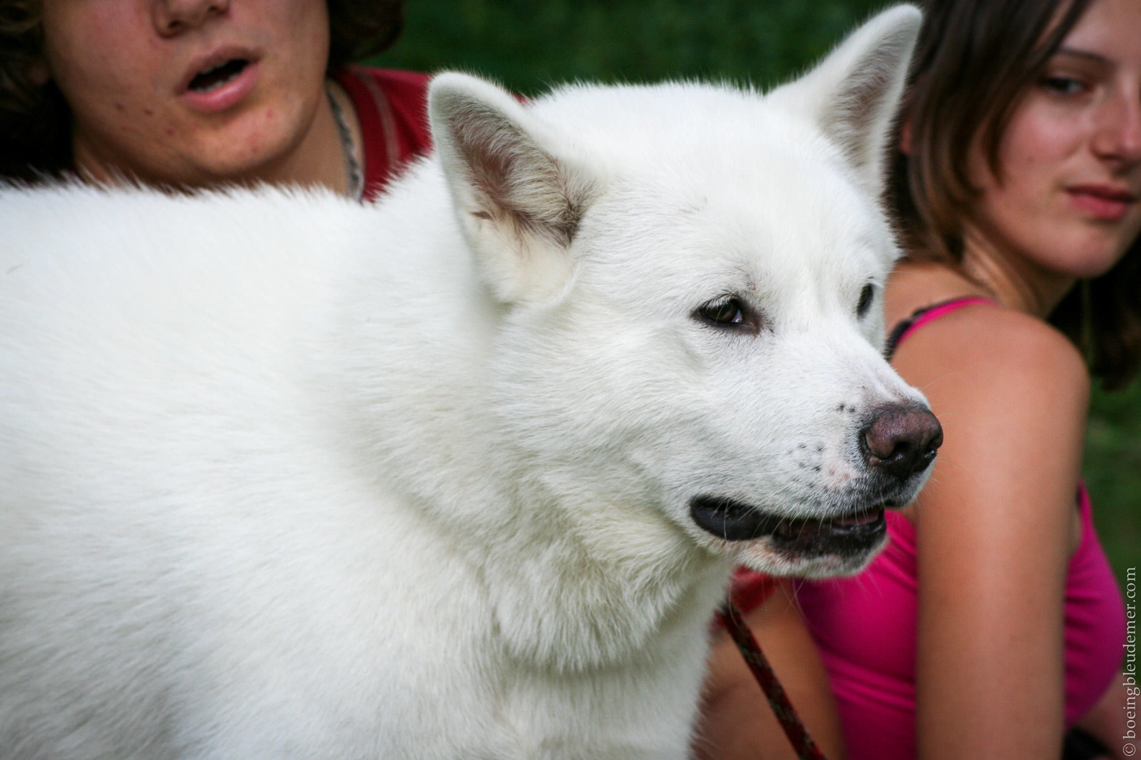 Rencontre Shiba Inu - un Akita