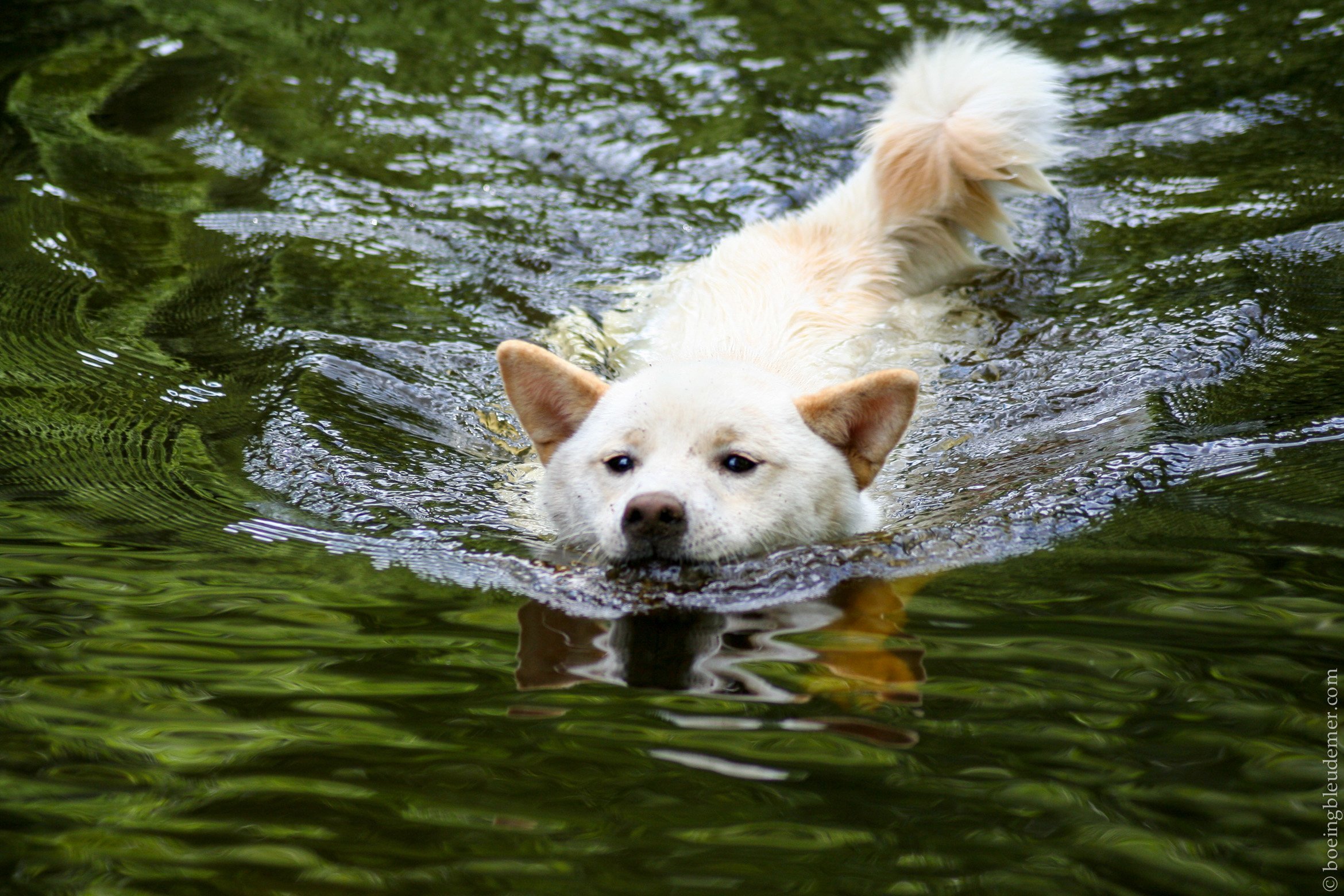 Rencontre Shiba Inu - un chien qui nage