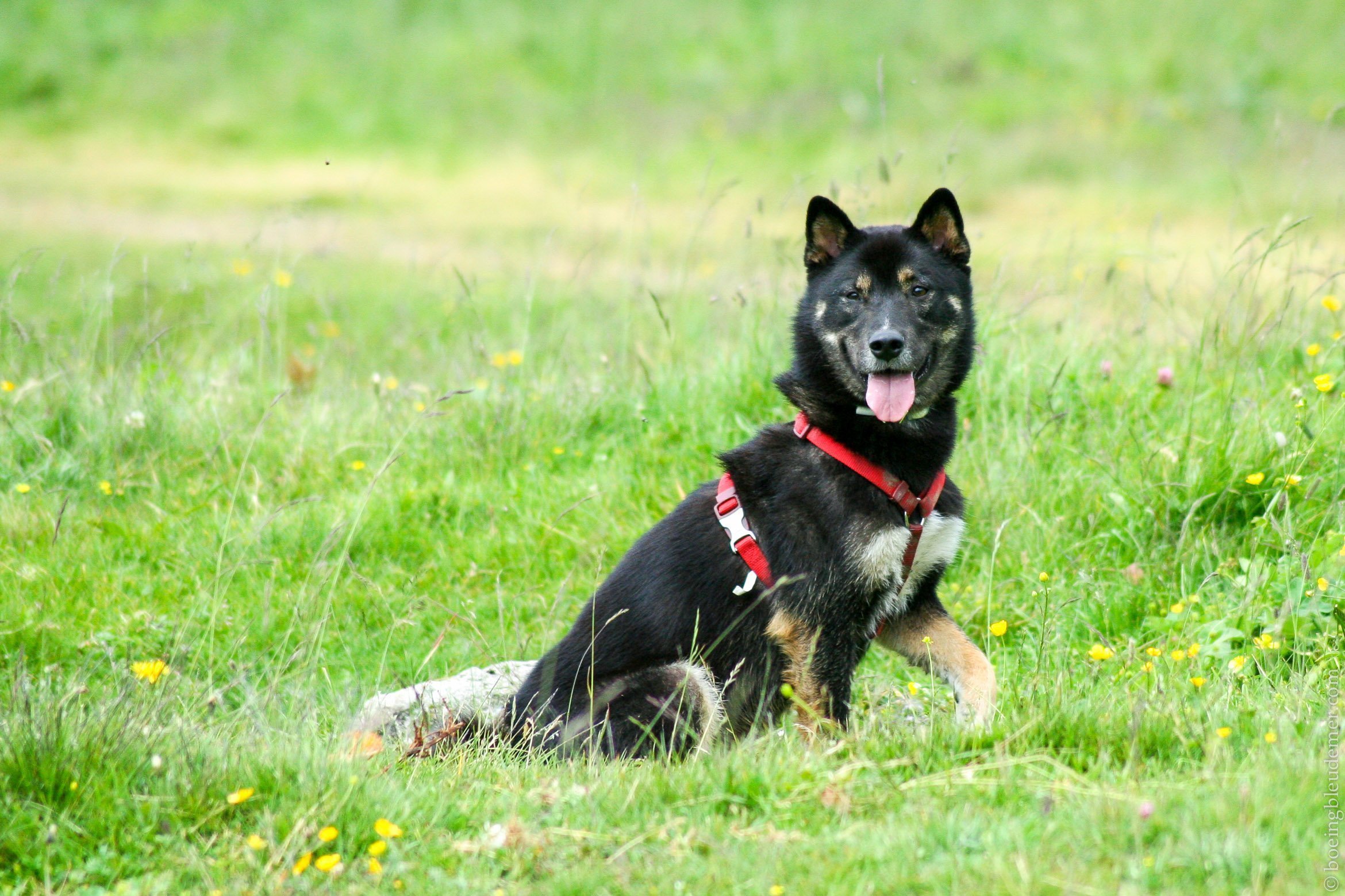 Retour à l’instinct primal pour Akira