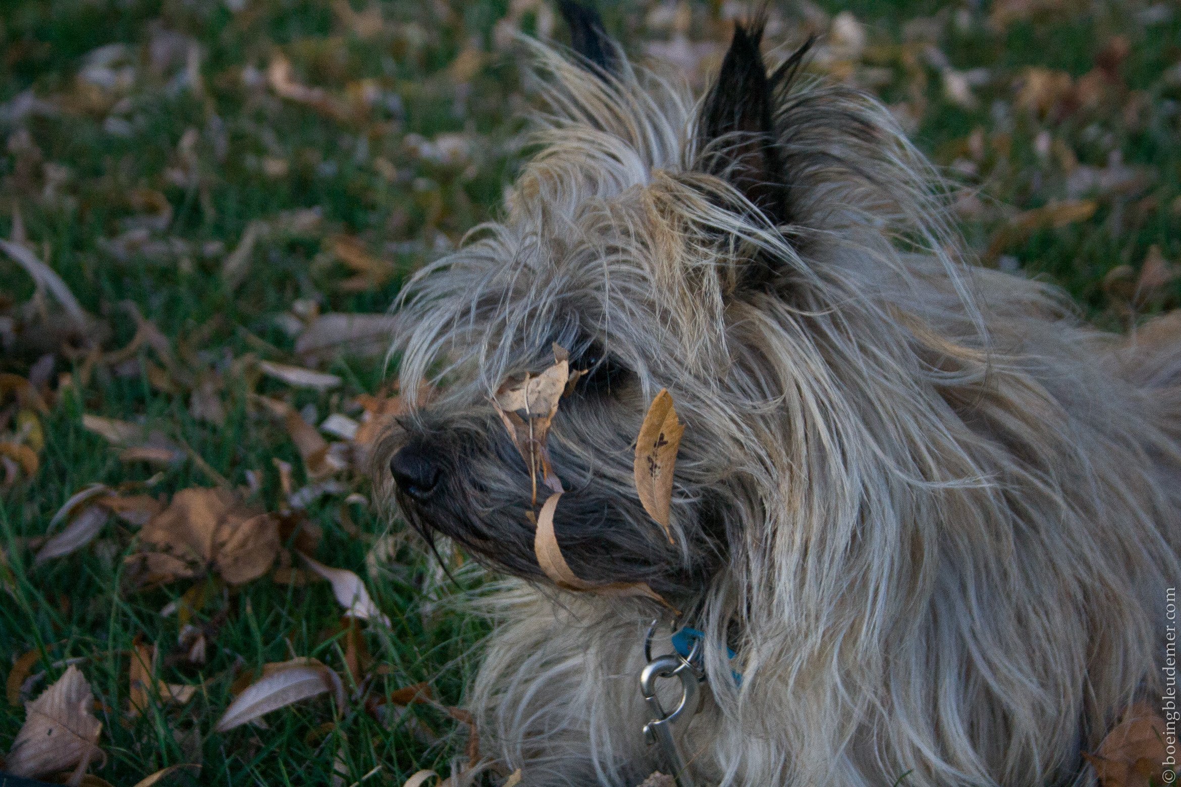 Retour de vacances boulimiques à Montréal: Filou