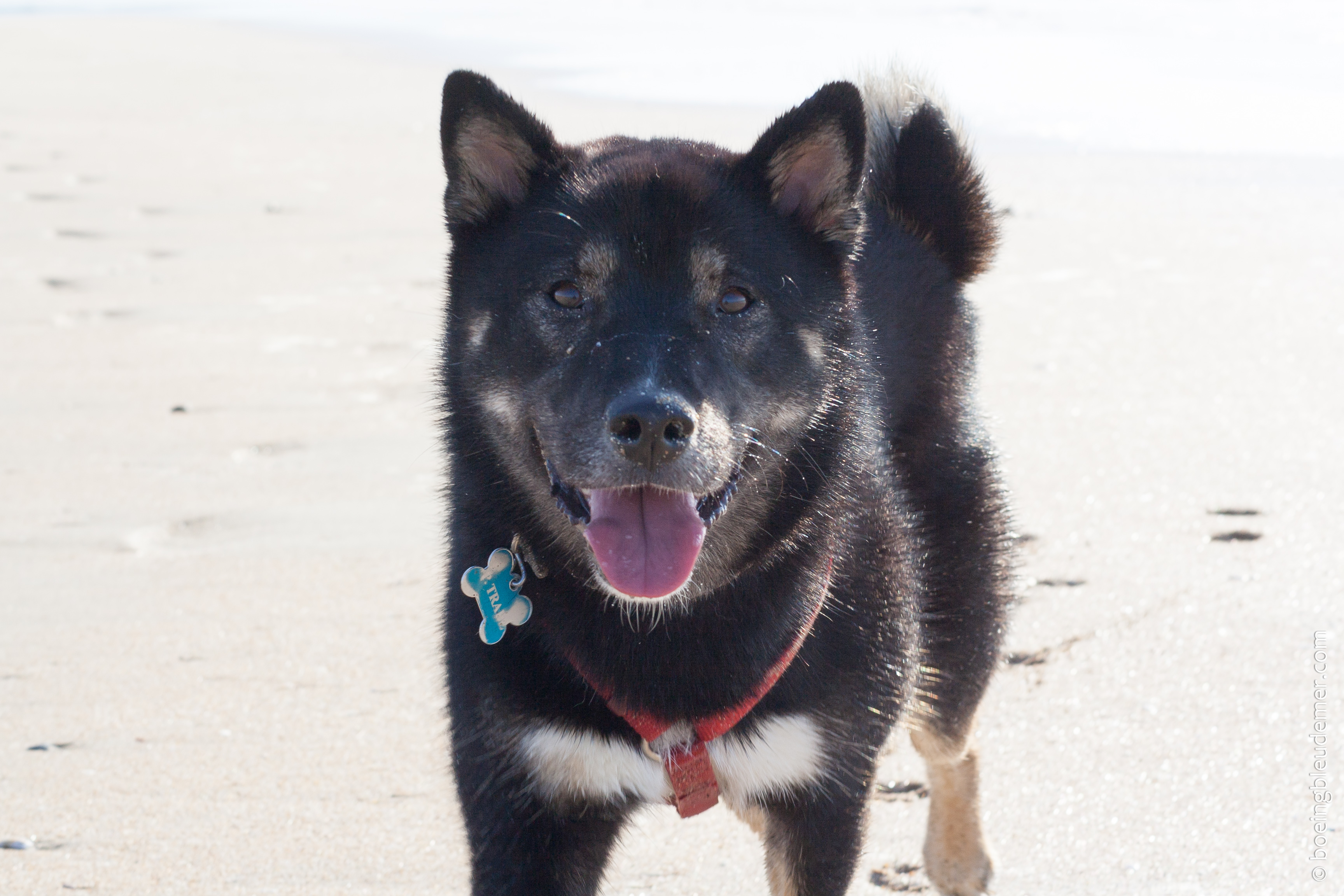 Un week-end en camping à Honfleur : mon chien sur la plage