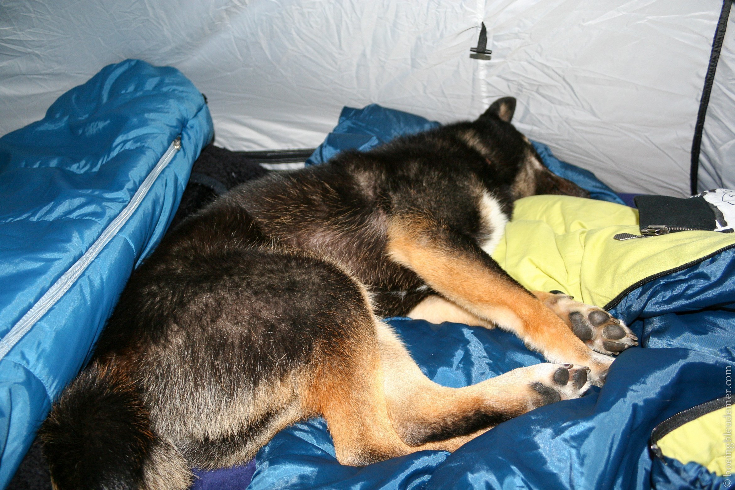 Week-end de camping en Normandie : chien dans la tente