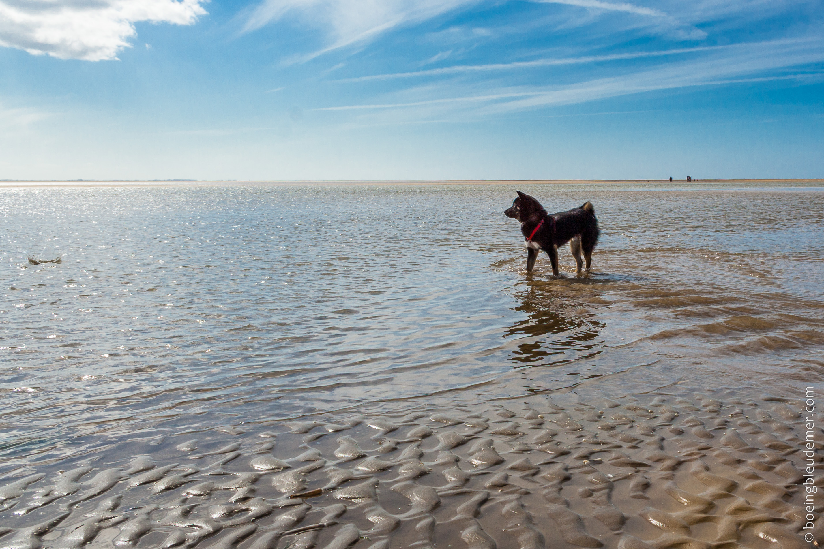 Week-end de camping en Normandie : chien sur la plage