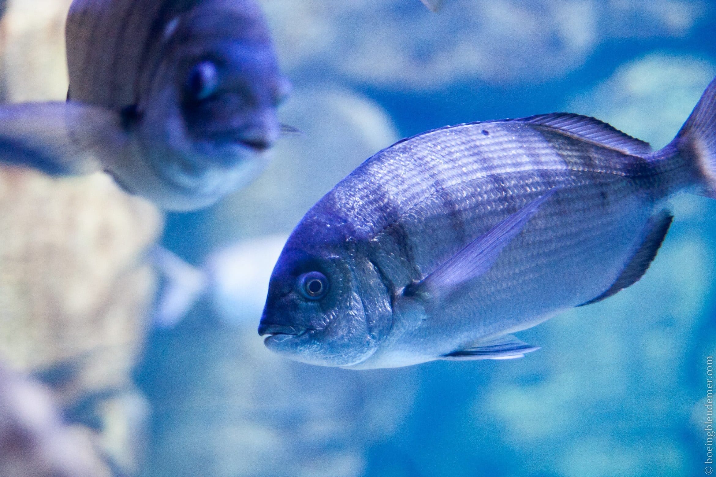 Aquarium de Paris: monde aquatique