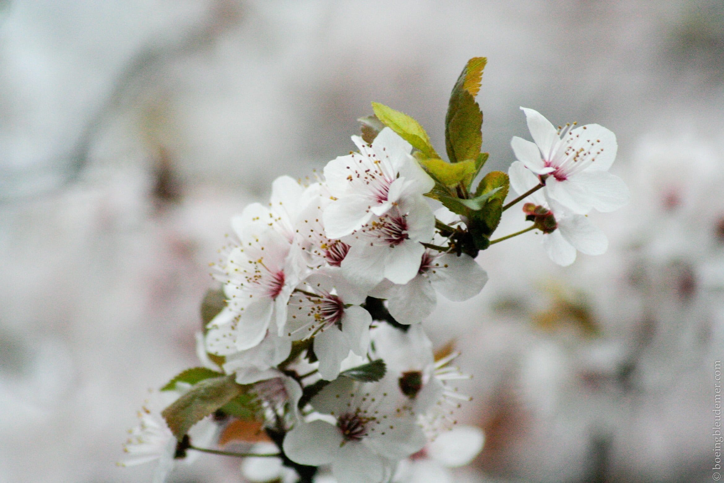 Paris et son climat indécis
