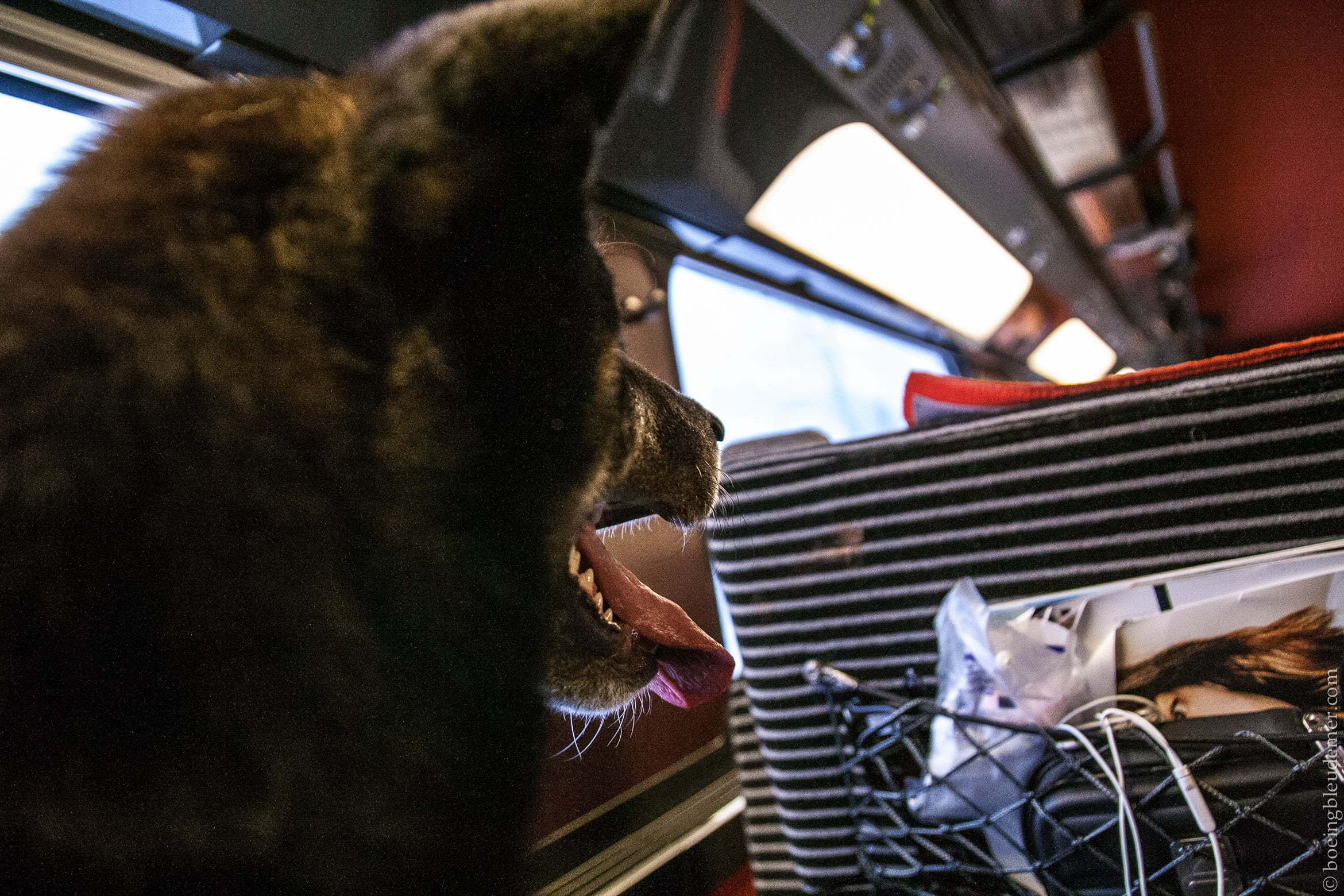 chien-TGV