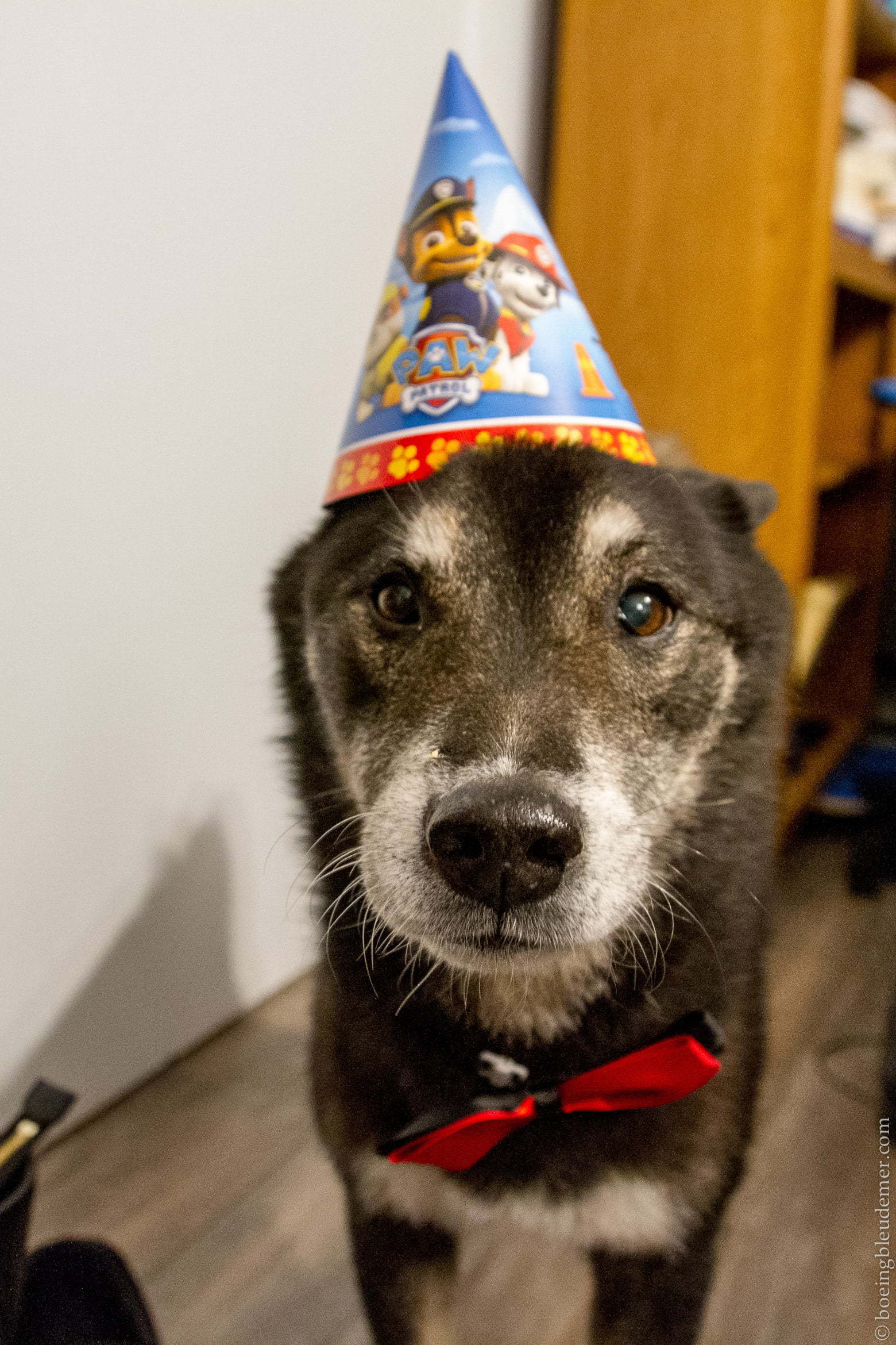 Akira à 11 ans, Pat'Patrouille
