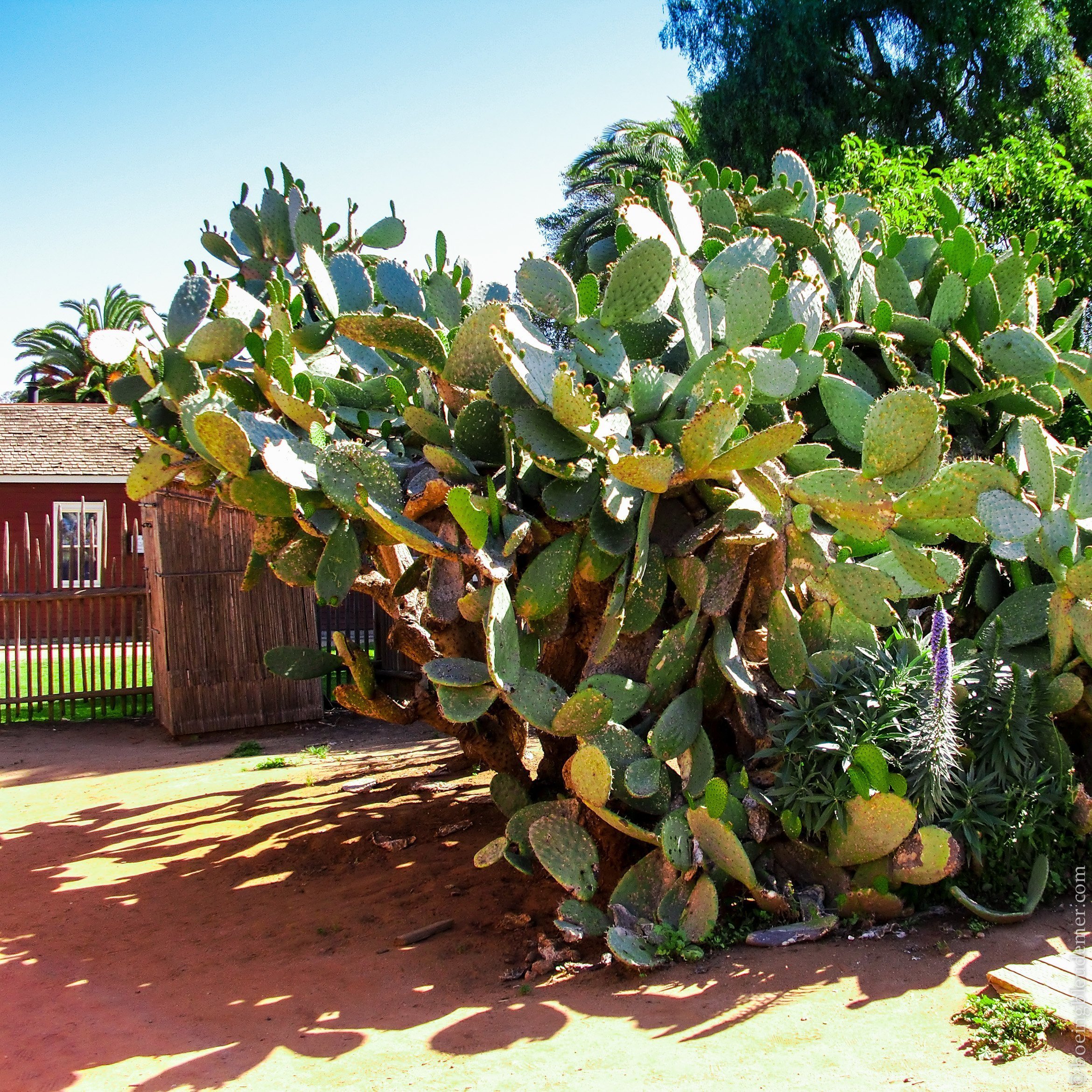 Cactus de San Diego