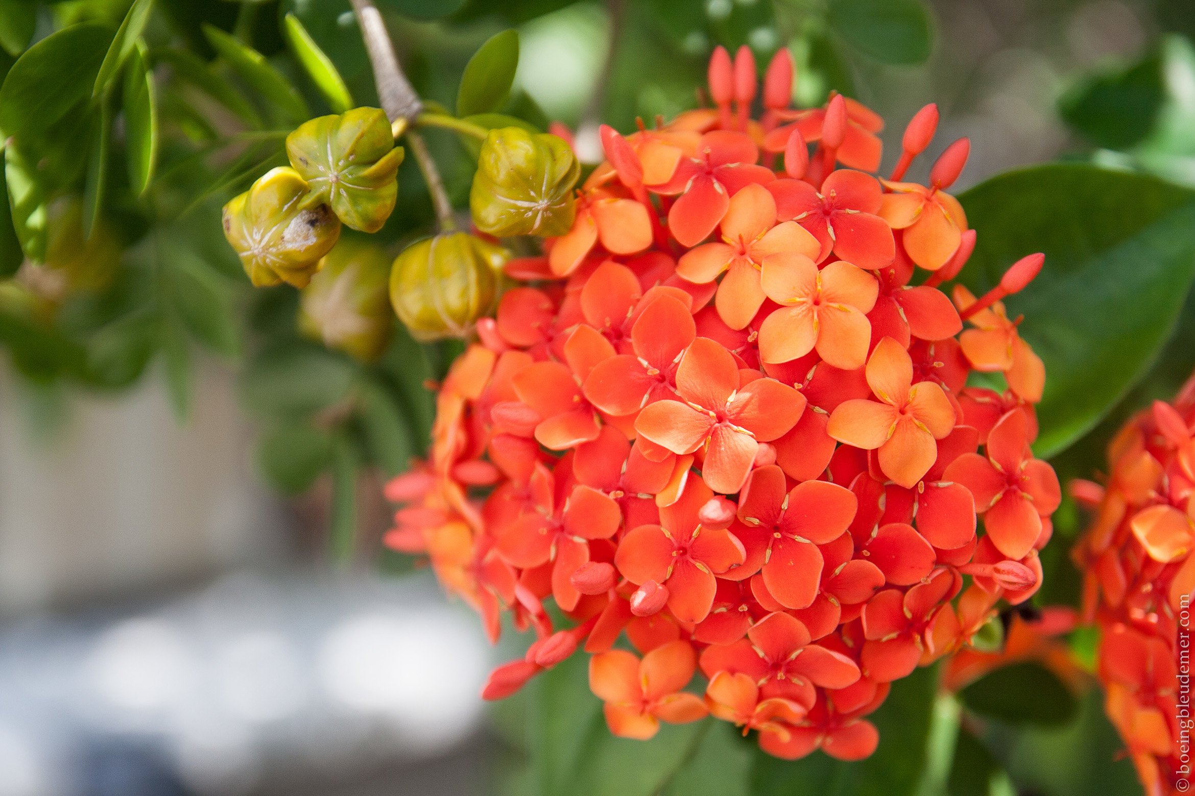 Key West, Bougainvillier