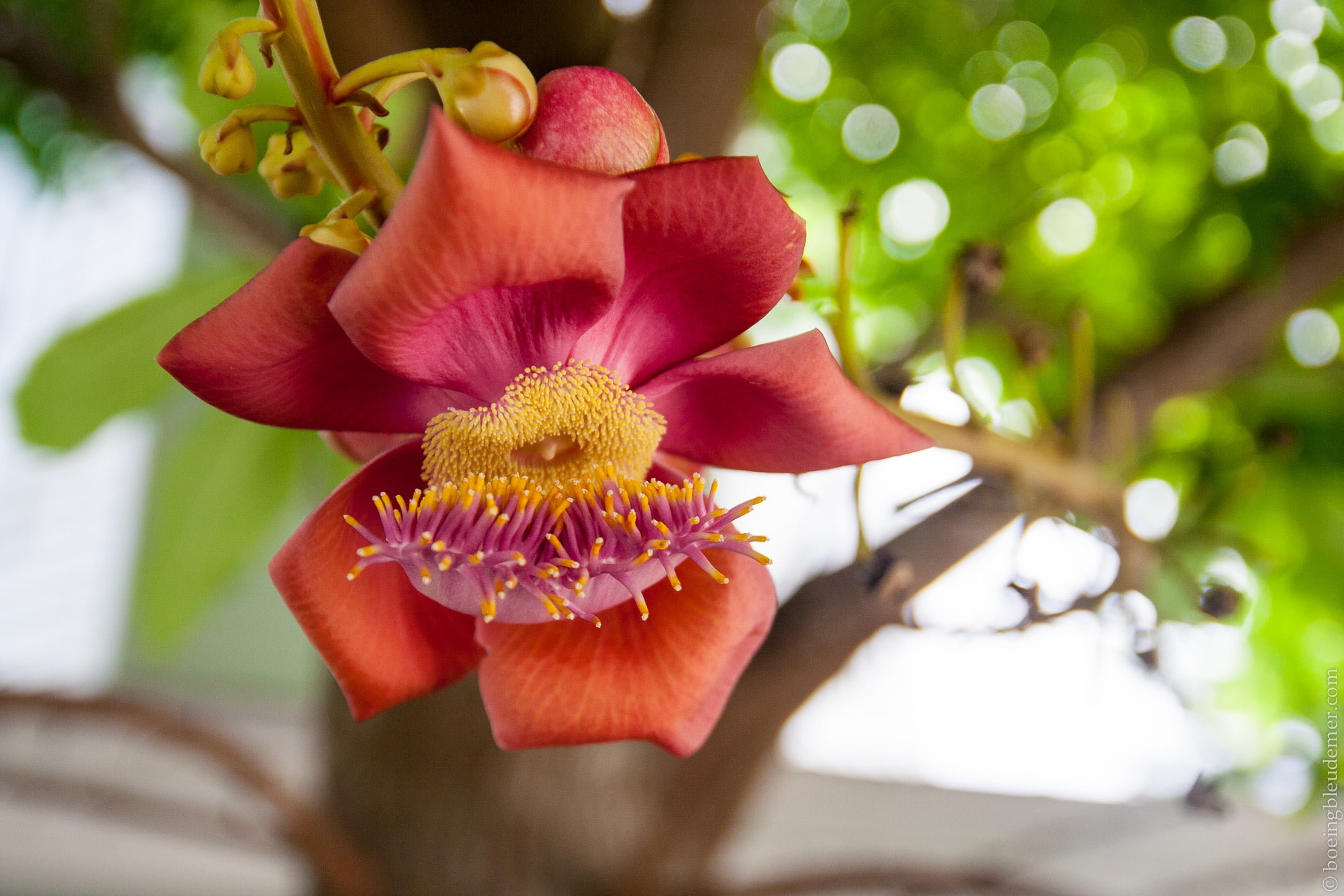 Key West, fleurs