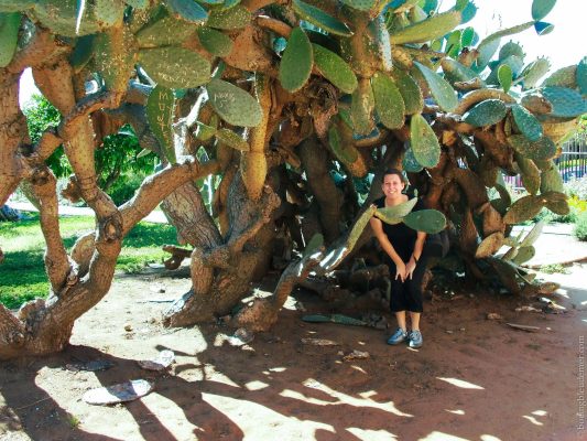 Les incroyables cactus de Old Town à San Diego