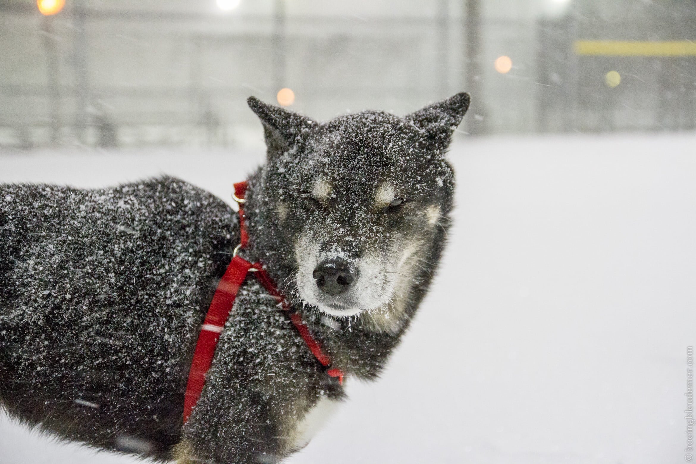 Akira dans la une tempête de neige