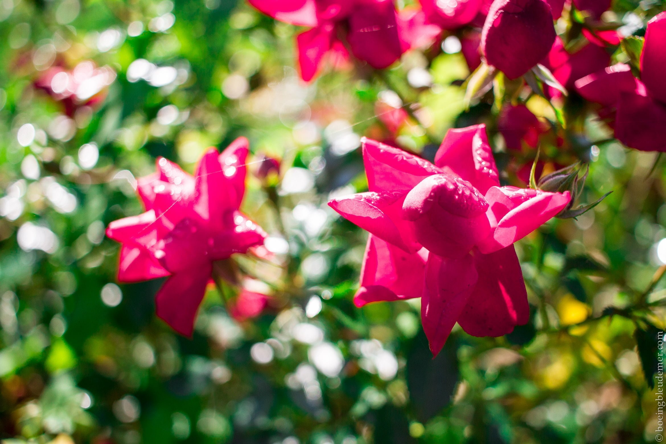 Fleurs roses du Parc de Sceaux
