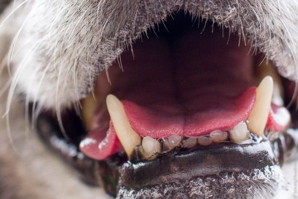 Zooming in Akira's Muzzle