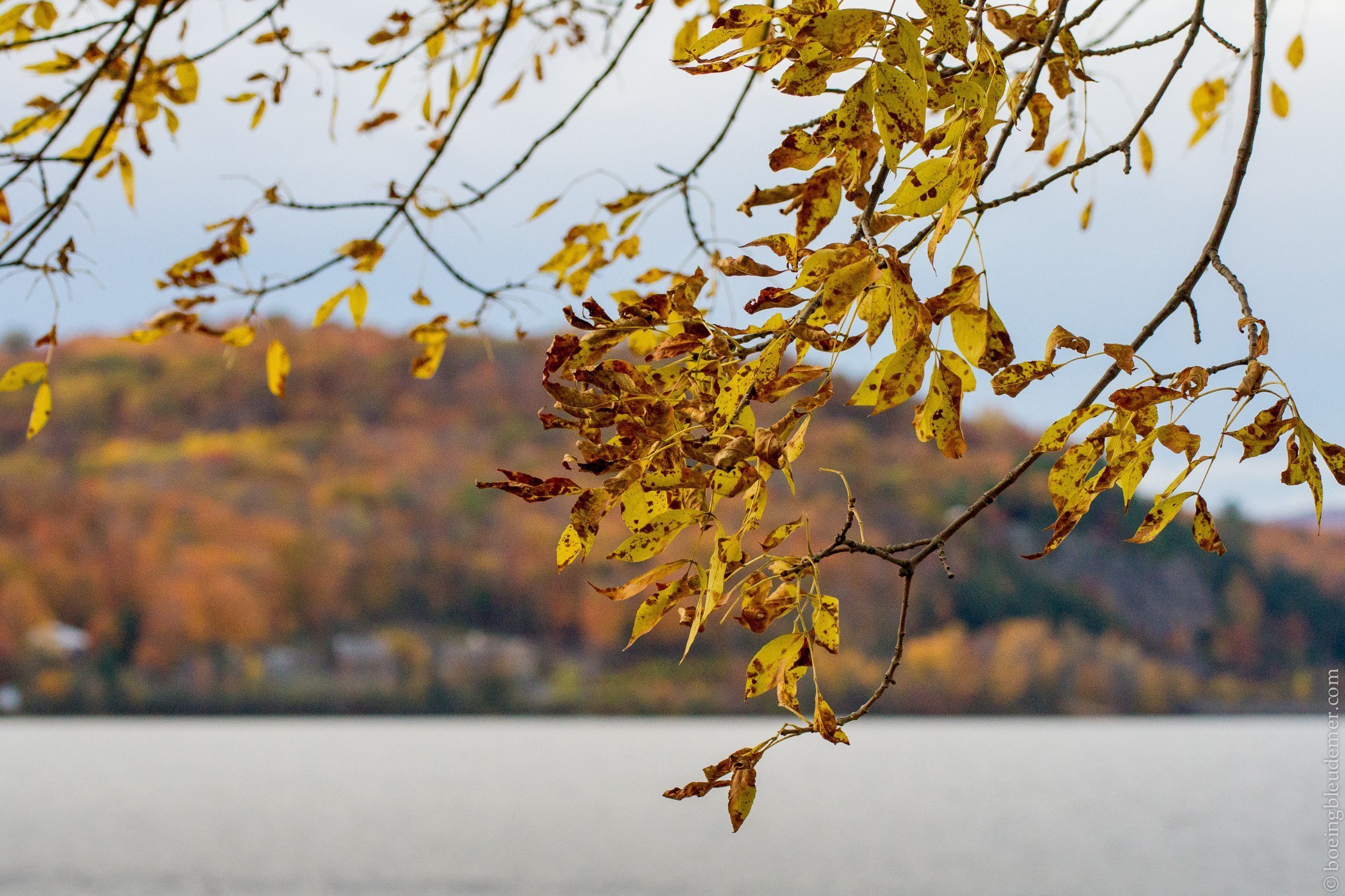 Feuilles devant le lac Maskinongé