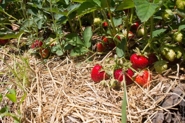 Auto-cueillette au Paradis des Fraises à Lavaltrie