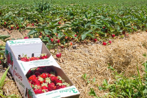 Auto-cueillette au Paradis des Fraises à Lavaltrie