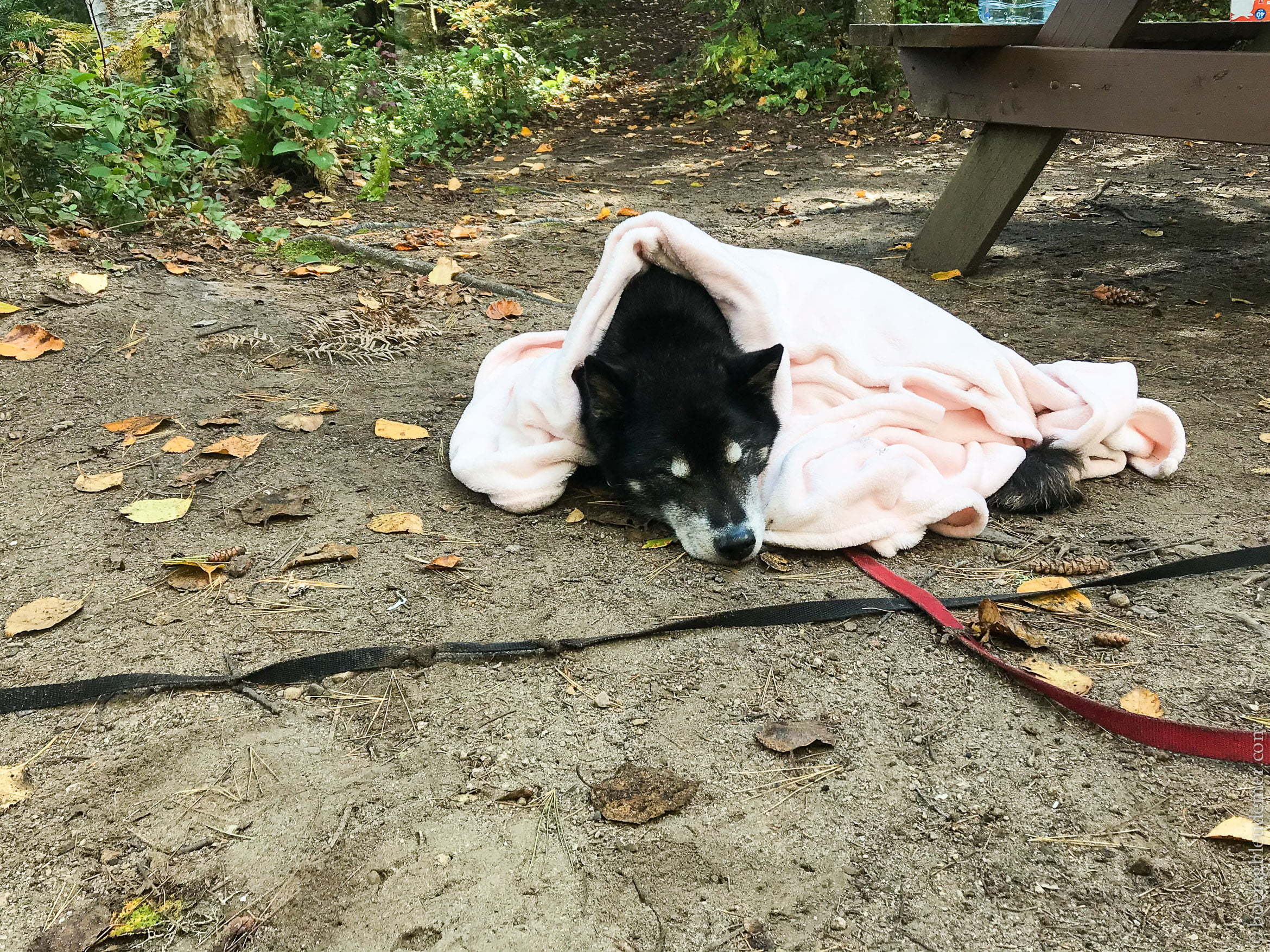 Akira a froid en camping